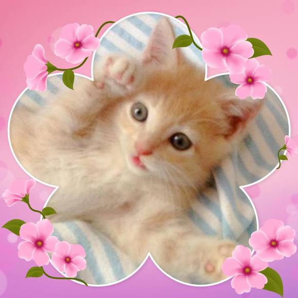 Meet your Posher, Roxann - Picture 1 of 1